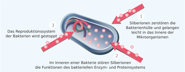 Wirkung der Silberionen im Bakterium